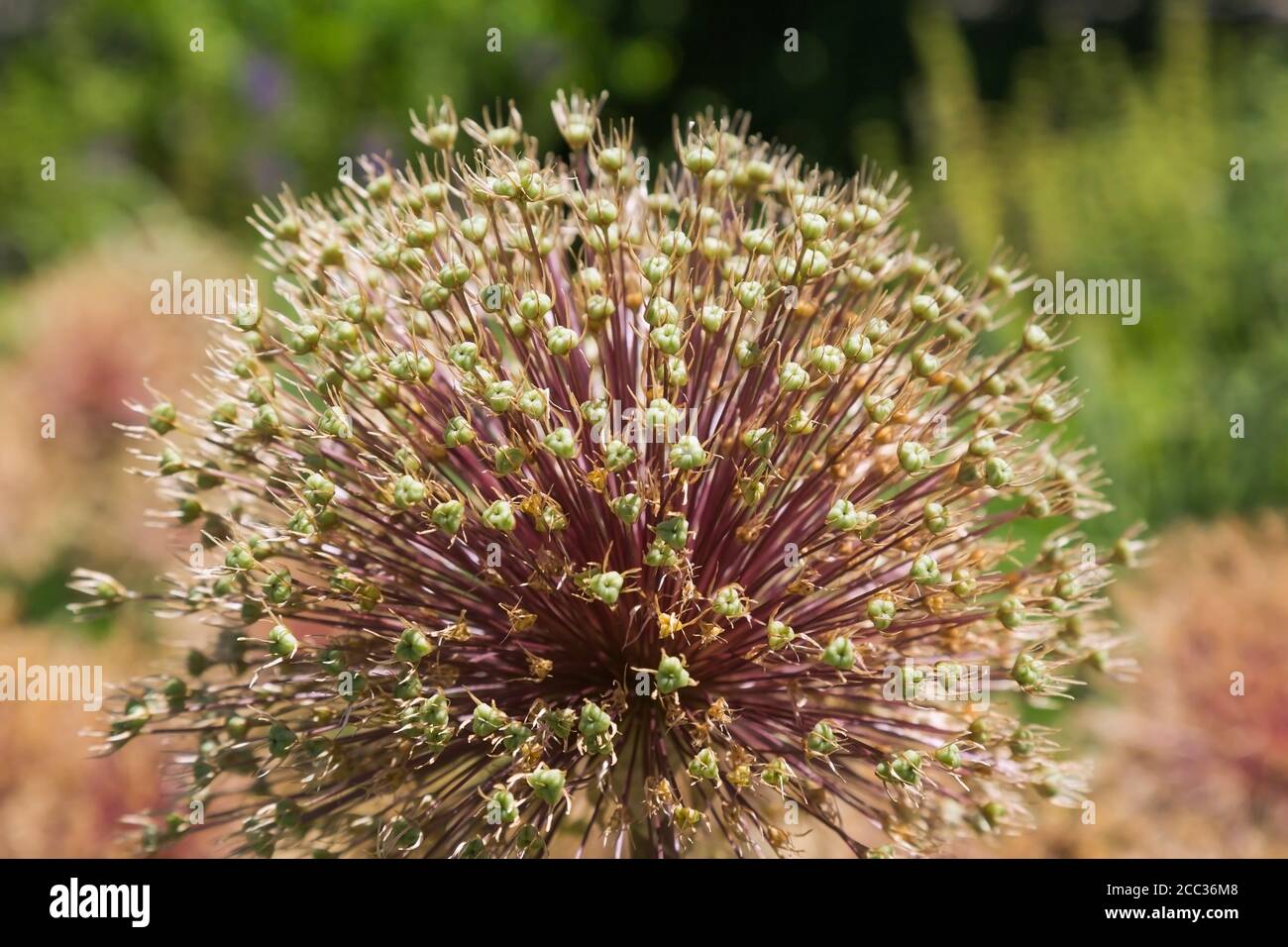 Allium - cipolla ornamentale con germogli in fiore all'inizio dell'estate. Foto Stock