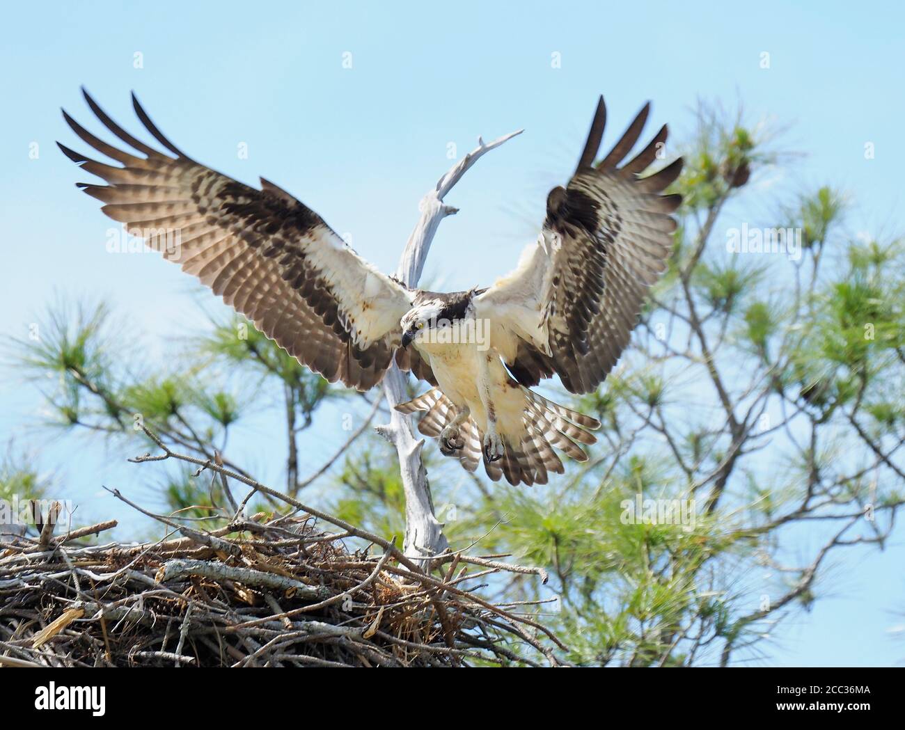 Osprey Landing on IT's Nest in the Pine Trees Foto Stock