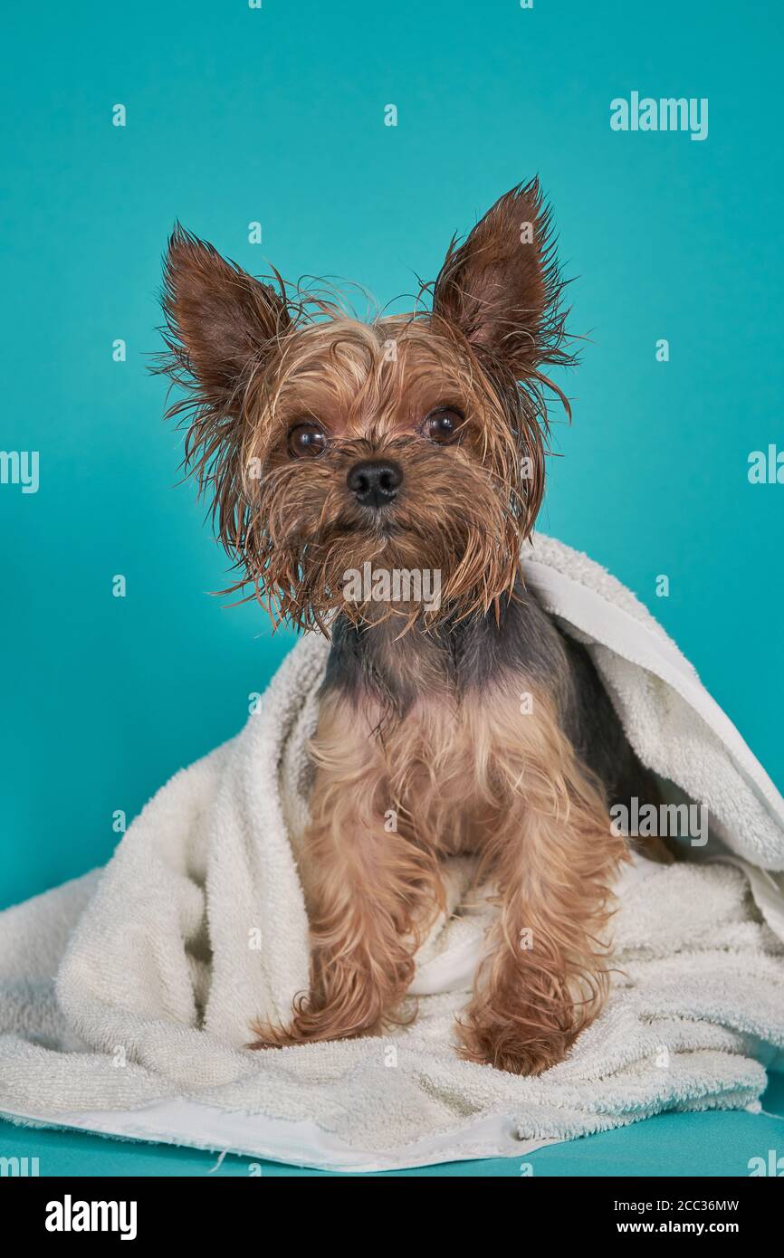 Yorkshire cane terrier dopo la doccia in asciugamano su sfondo blu Foto Stock