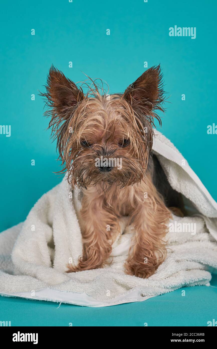 Yorkshire cane terrier dopo la doccia in asciugamano su sfondo blu Foto Stock