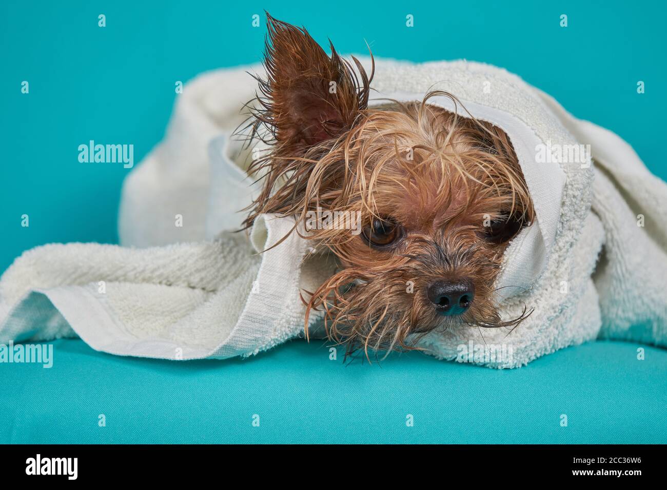 Yorkshire cane terrier dopo la doccia in asciugamano su sfondo blu Foto Stock