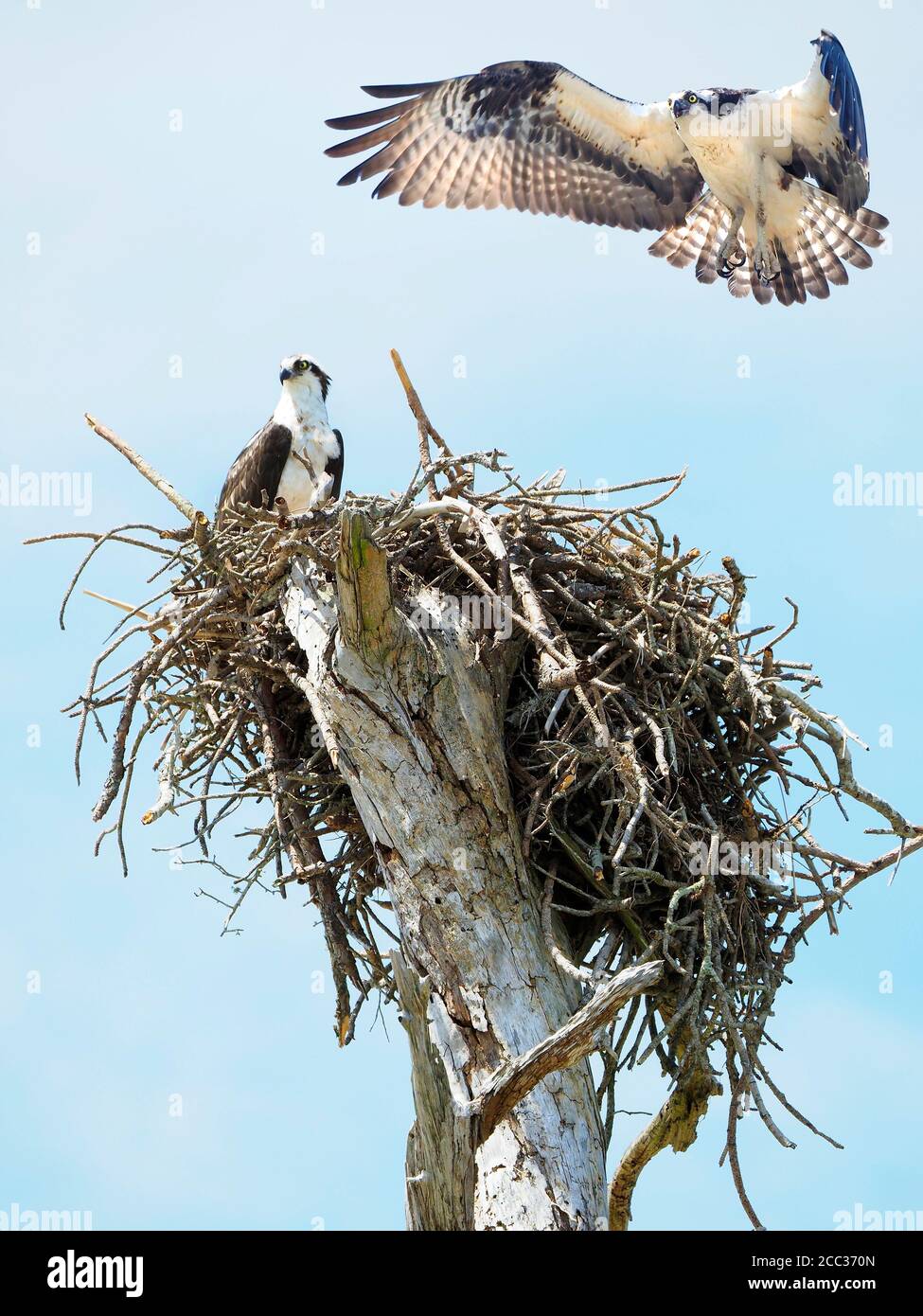 Osprey si siede su IT's Nest mentre è Mate è circa A terra Foto Stock