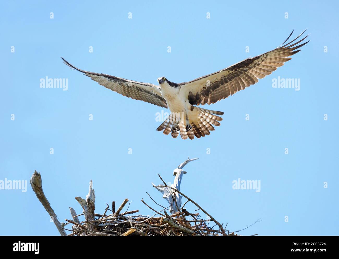 Primo piano di un Osprey Landing su IT's Nest con un Cielo blu brillante sfondo Foto Stock