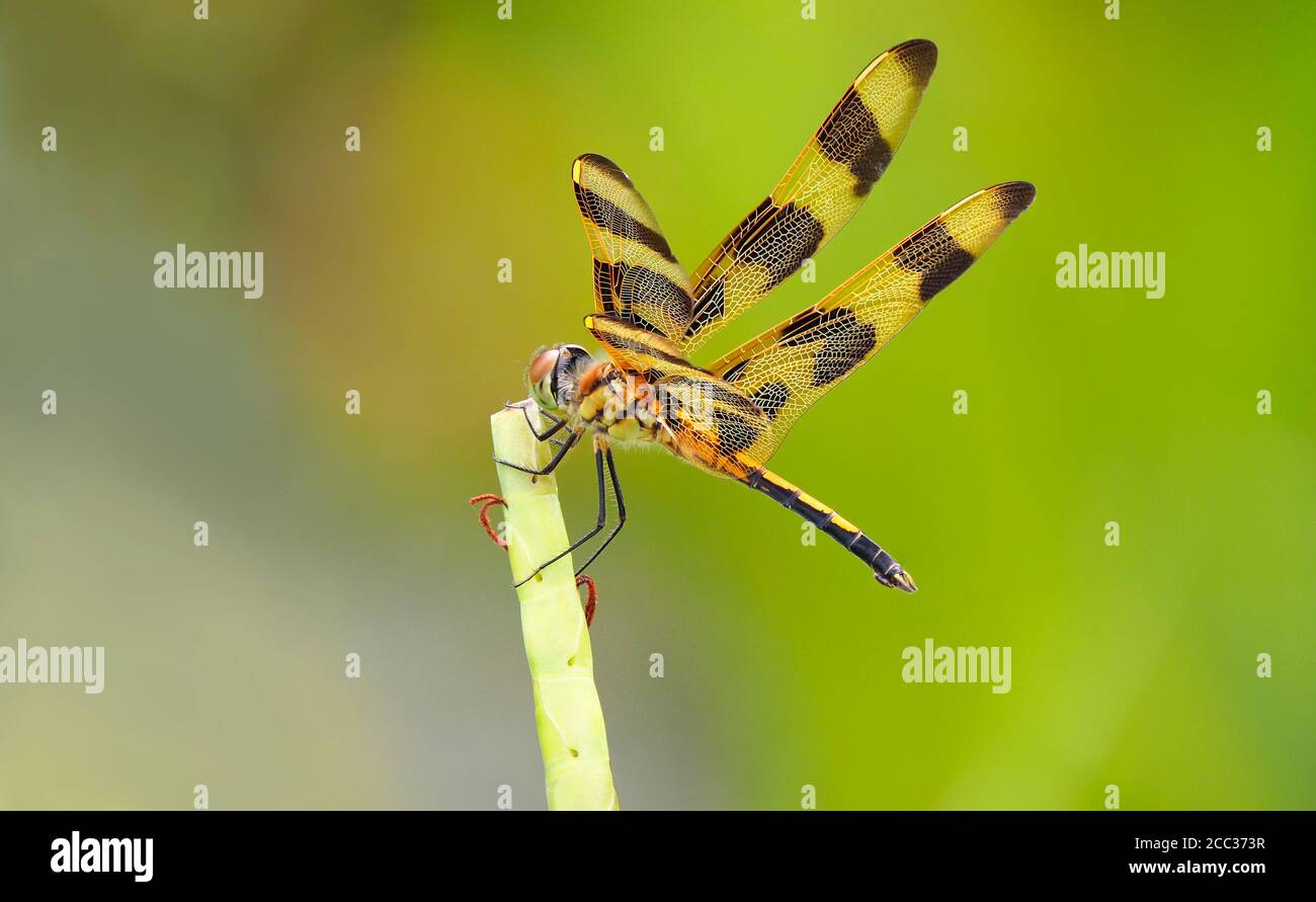 Messa a fuoco immagine impilata di una Dragonfly Pennant di Halloween contro un Sfondo verde fuori fuoco Foto Stock