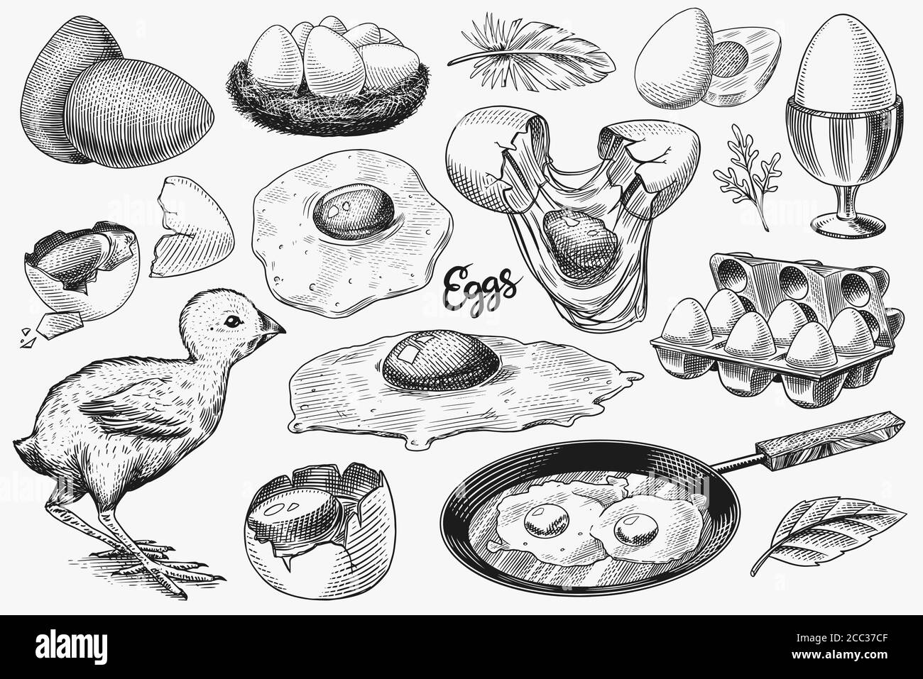 Uova e pulcini, prodotti agricoli, omelette strapazzate, imballaggio e nido. Schizzo vintage inciso a mano. Stile di legno. Illustrazione vettoriale per il menu o. Illustrazione Vettoriale