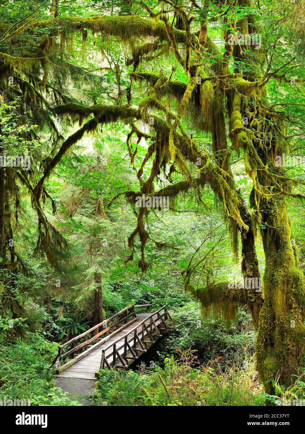 Passerella e sentiero attraverso gli alberi ricoperti di muschio del Parco Nazionale Olimpico, Washington Foto Stock