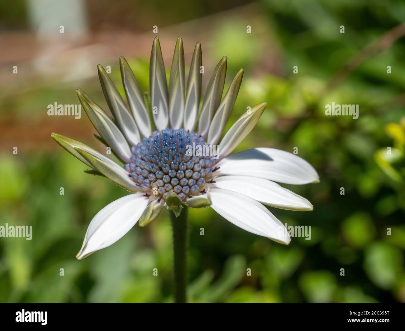 Macro di una Daisy Soprano africana nel processo di fioritura mostrando riflessi blu violetto agli occhi e appuntiti quasi come petali non ancora aperti Foto Stock