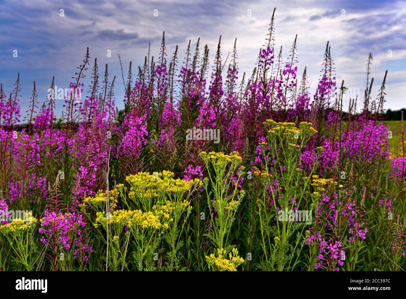 Willowwib (Epilobium angustifolium) e Jakobs-Greiskraut (Jacobaea vulgaris), Baviera, Germania, Europa Foto Stock