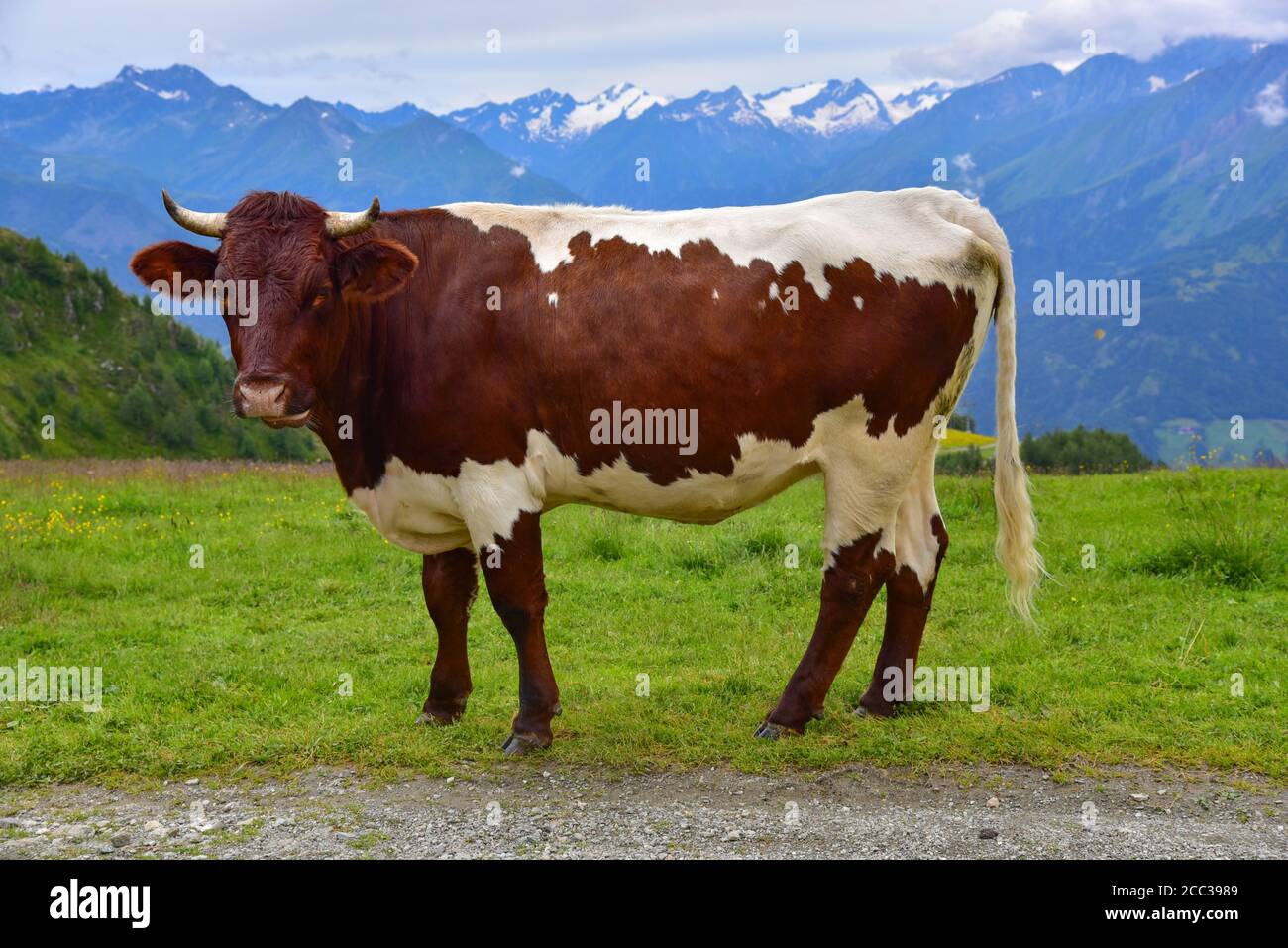 Mucca di razza Pinzgauer su un pascolo alpino in Tirolo, Austria, Europa Foto Stock