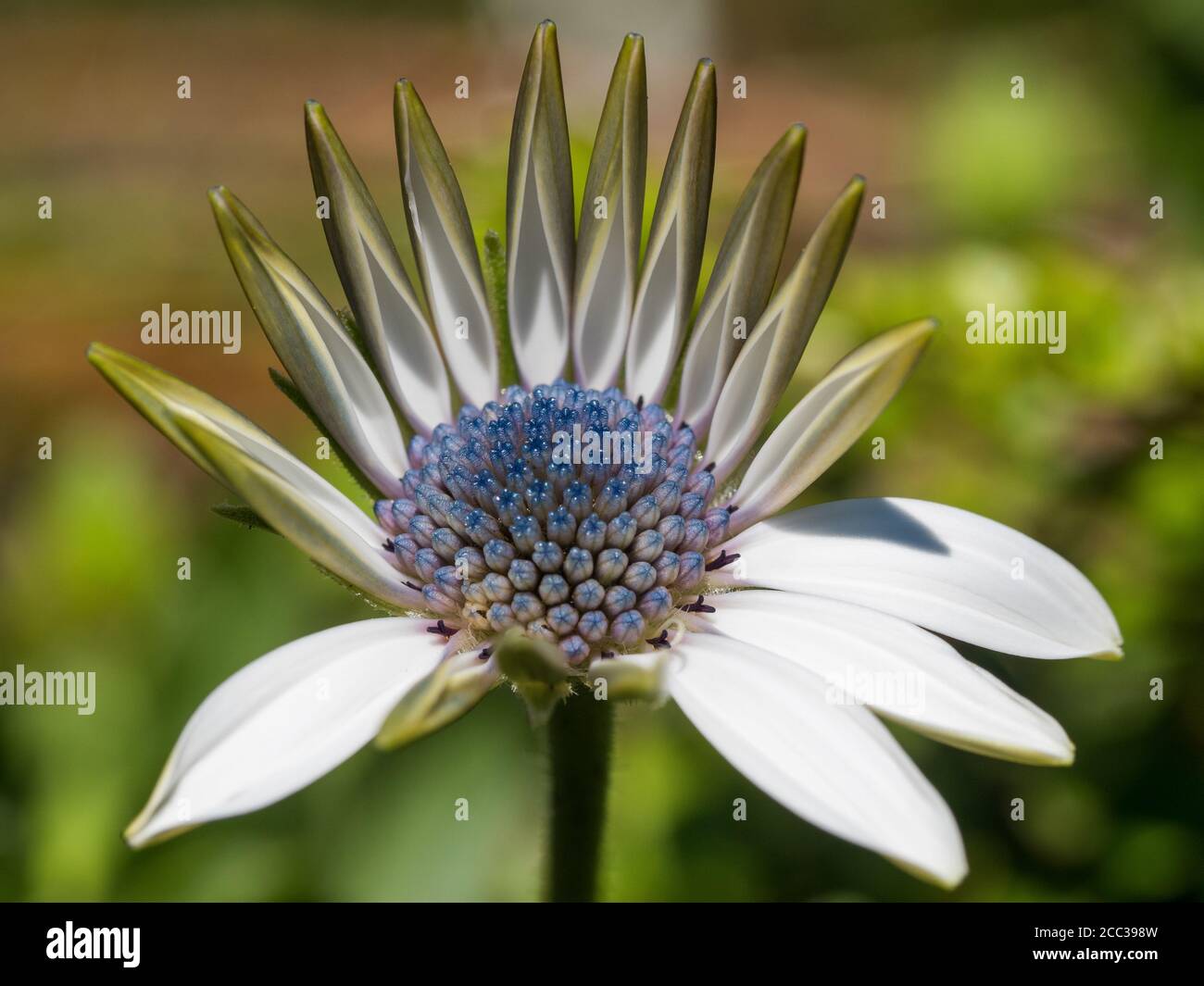 Macro di una Daisy Soprano africana nel processo di fioritura, mostrando riflessi blu indaco viola all'occhio e quasi picchi come petali non ancora aperti Foto Stock