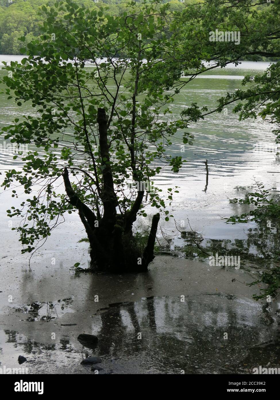 Albero semi-sommerso nel bordo fangoso e siloso delle acque sulle rive del fiume Tummel; vista da un sentiero a piedi vicino Pitlochry nelle Highlands. Foto Stock