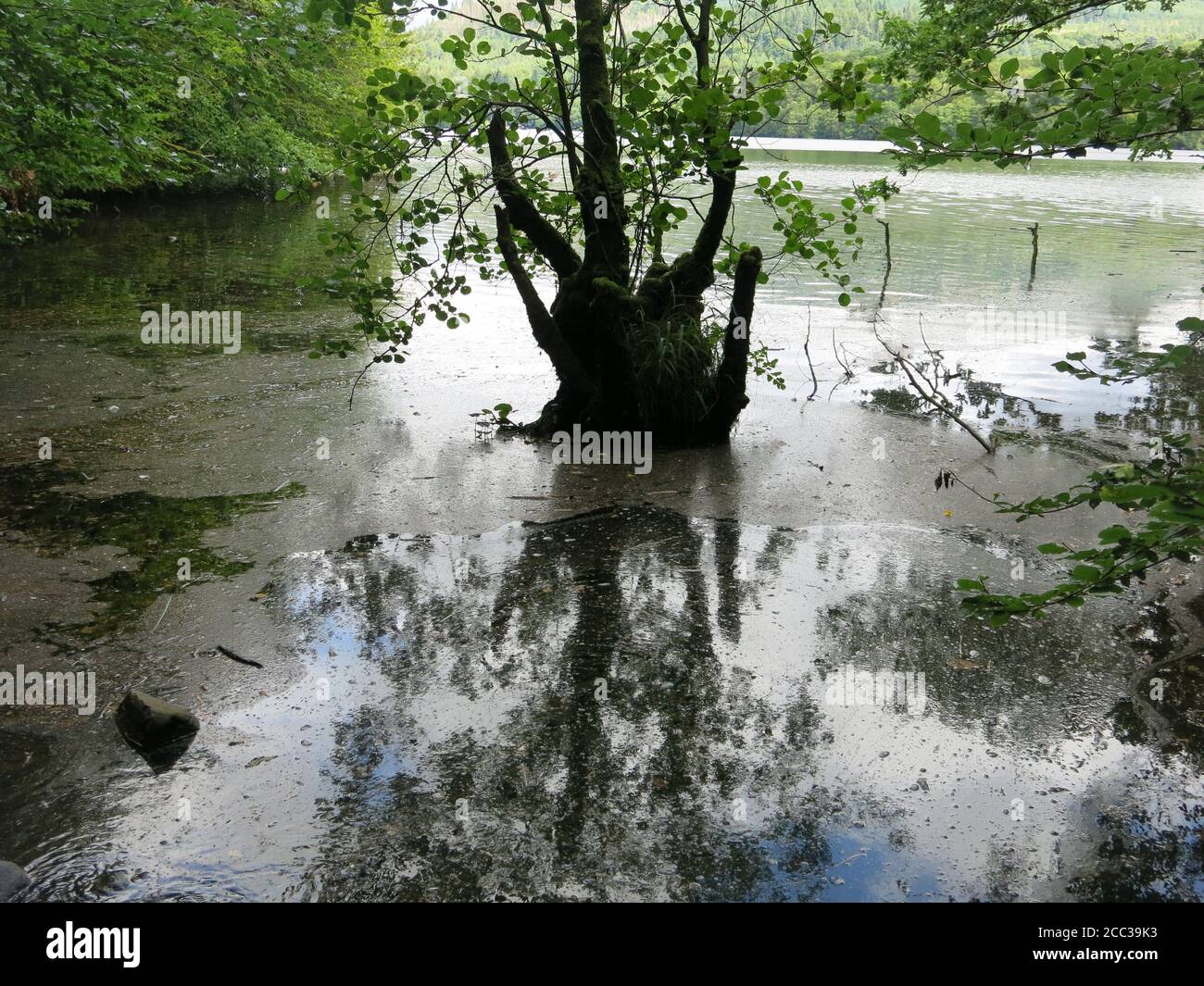 Albero semi-sommerso nel bordo fangoso e siloso delle acque sulle rive del fiume Tummel; vista da un sentiero a piedi vicino Pitlochry nelle Highlands. Foto Stock