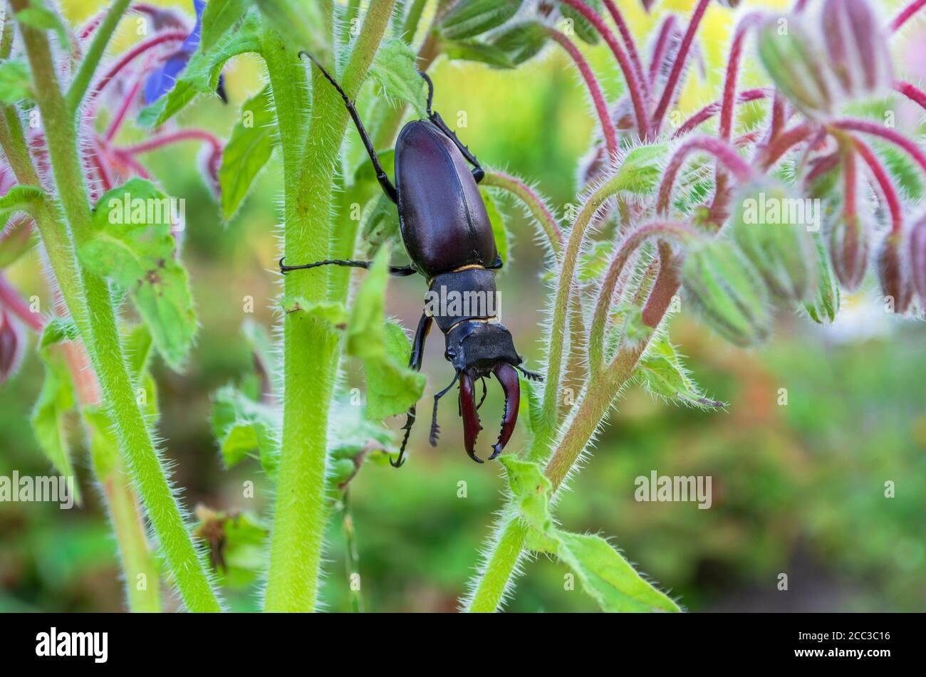 primo piano foto di grande femmina stag-beetle sui fiori. Foto Stock