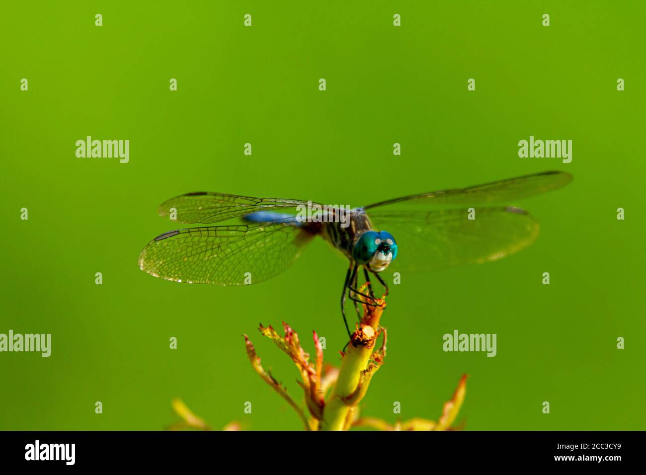 Un'immagine isolata ravvicinata di una vivace libellula blu dasher (Pachypdipax longipennis) su un bastone. Questa foto della vista laterale mostra i gradienti di colore Foto Stock