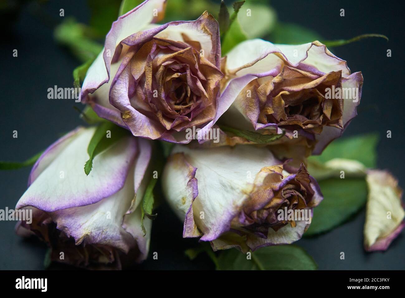 tagliare le rose un po 'oltre il loro primo e morire Foto Stock