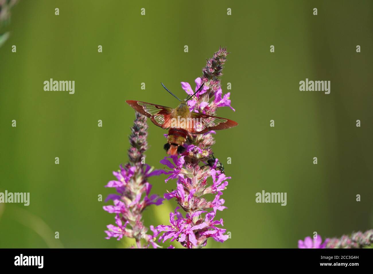 Hummingbird Moth su viola sciolto life Foto Stock