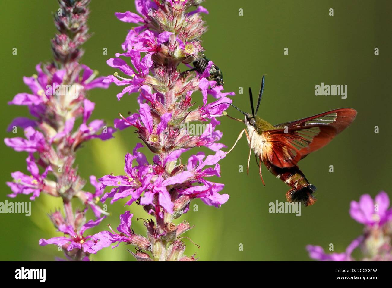 Hummingbird Moth su viola sciolto life Foto Stock