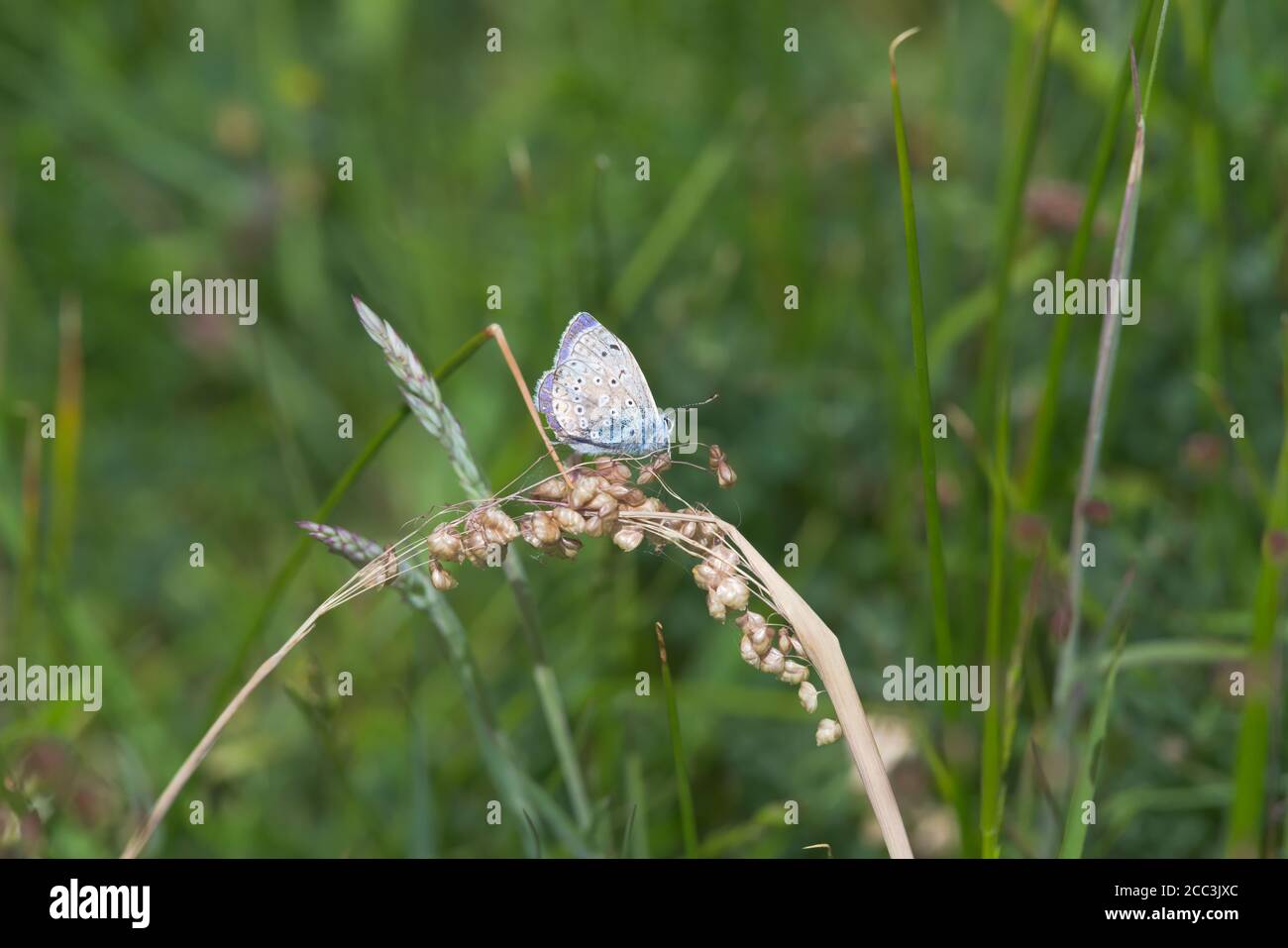 2 - profilo laterale più luminoso della farfalla blu comune, più forte sfondo di texture prato. Foto Stock