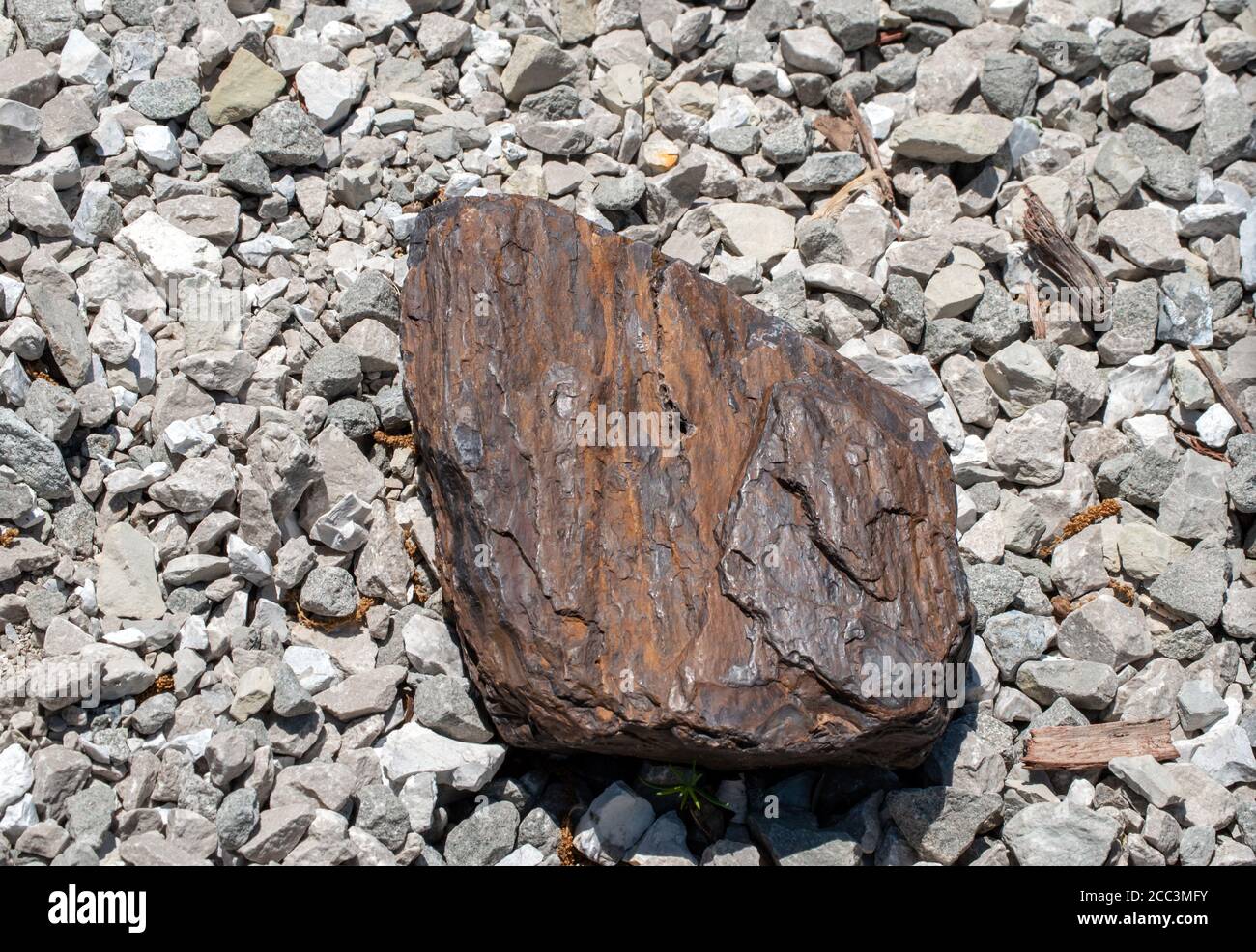 Un pezzo piuttosto scuro di ironwood è una bella aggiunta Ad un giardino di roccia del Missouri che mostra i lotti di texture e. sfumature di marrone contrastate con il wi Foto Stock