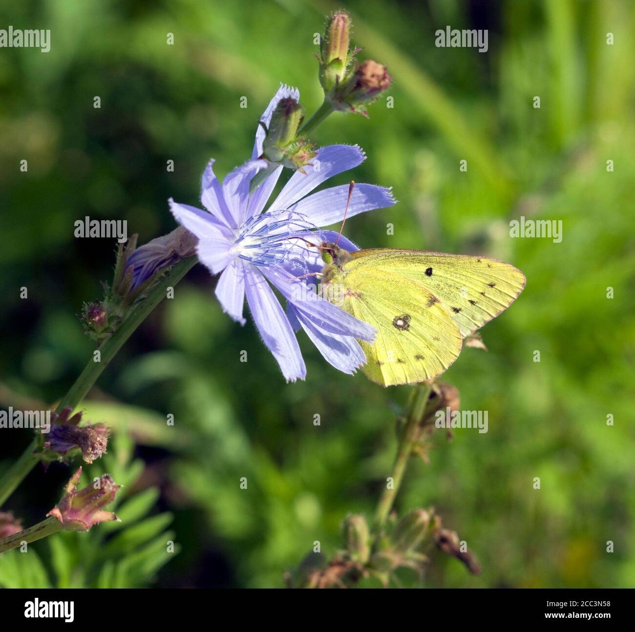 Solforato comune farfalla, Colias filodice, chiamato anche nutrimento di zolfo nuvoloso su cicoria selvaggia, Cichorio intybus fiore. Foto Stock