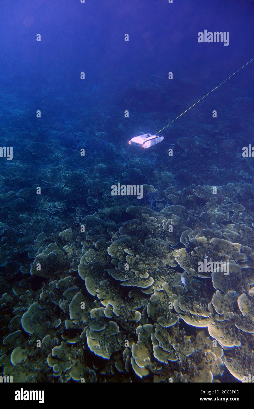 Drone subacqueo che surveying corallo reef salute, Moore Reef, Grande barriera Corallina, Queensland, Australia. Agosto 2020. No PR Foto Stock