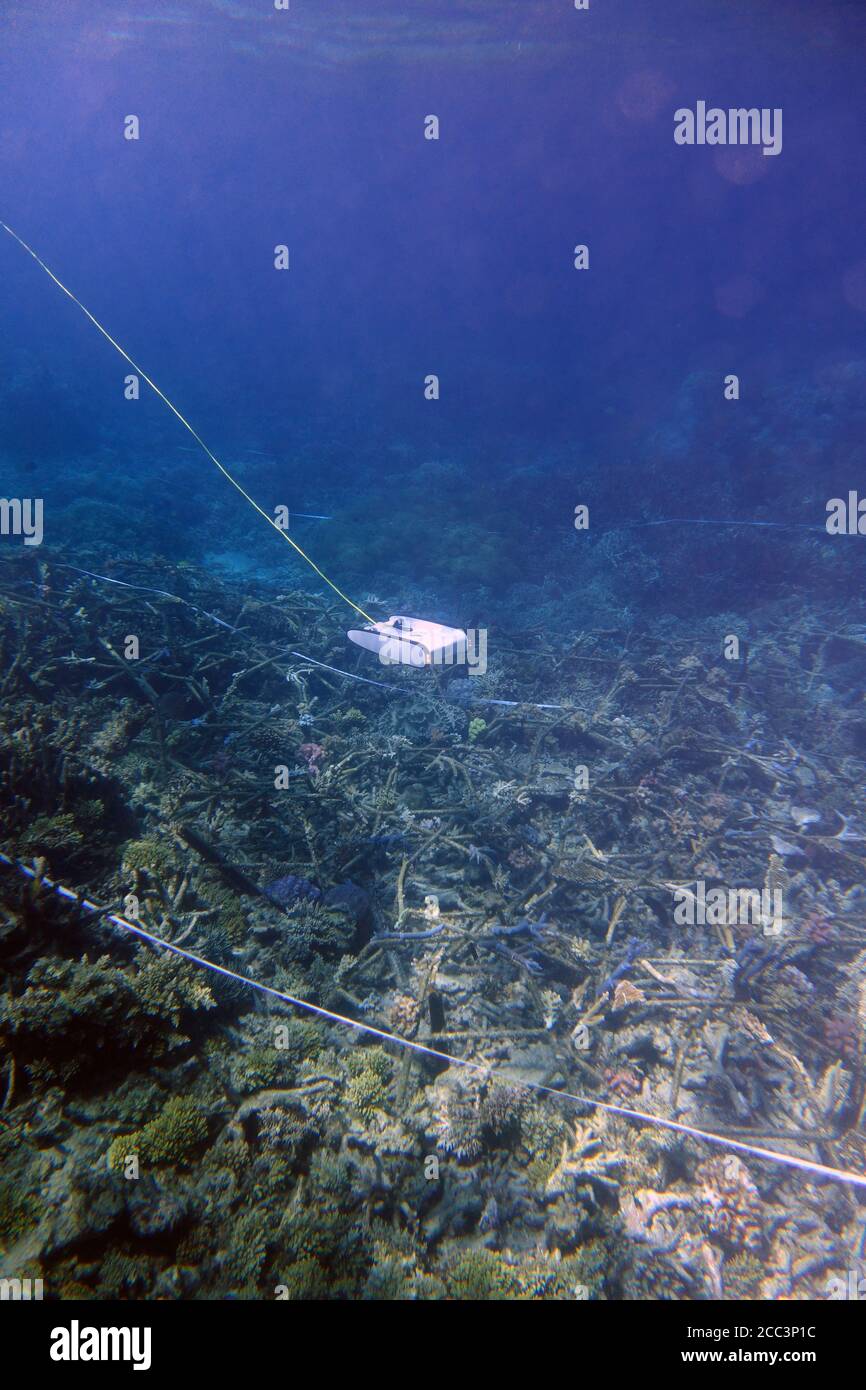 Il drone subacqueo monitorizza la barriera corallina restaurata, Moore Reef, Great Barrier Reef, Queensland, Australia. Agosto 2020. No PR Foto Stock
