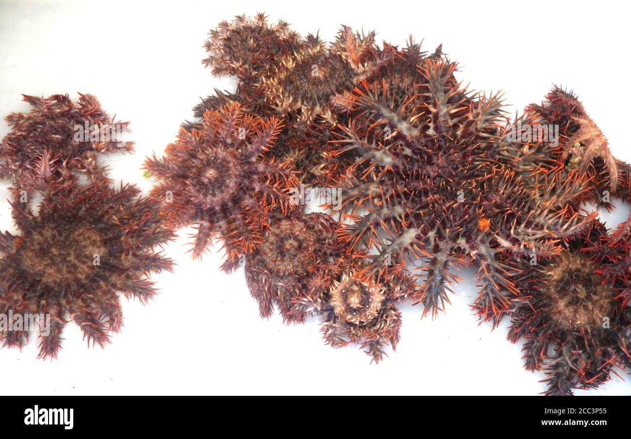 Corona giovanile (diametro 10 - 15 cm) di stelle marine delle spine (Acanthaster sp.) che sono state rimosse dal consumo di coralli nel sito di monitoraggio a Moore Reef, Foto Stock
