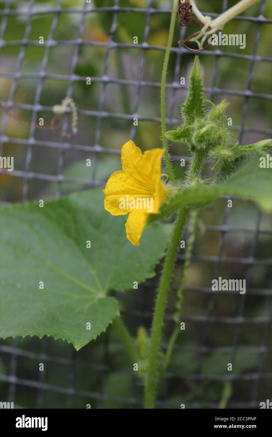 Giardinaggio urbano biologico cortile di un fiore arancione luminoso della pianta di squash coltivata da locavores nella città di Chicago. Foto Stock