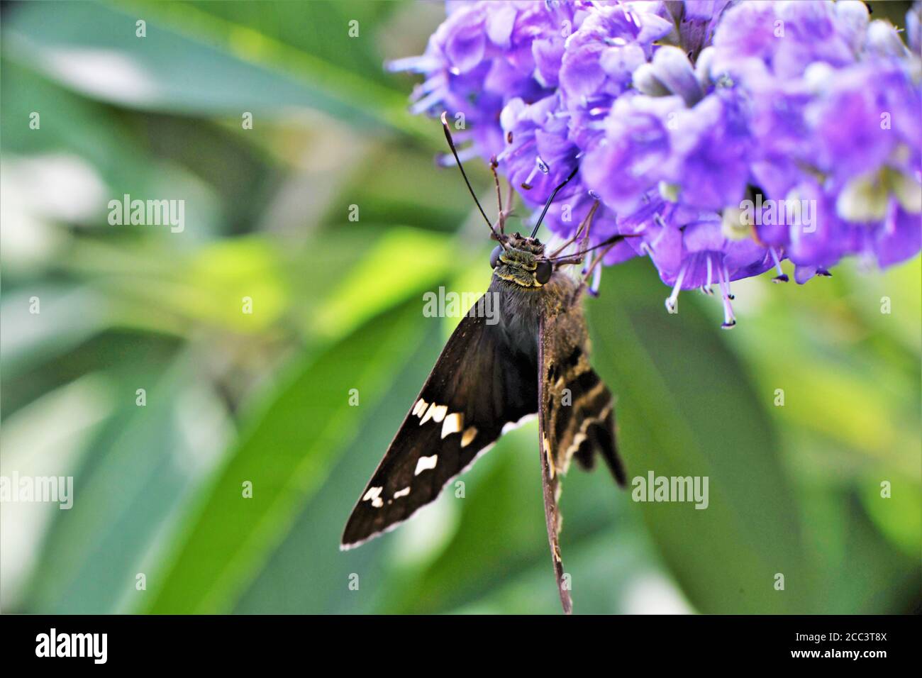 La lunga coda skipper farfalla su una bush glicine. Foto Stock