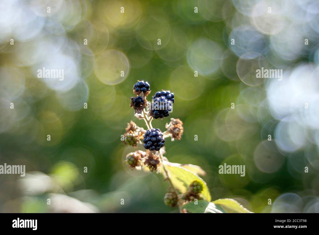 Bacche nere isolate dallo sfondo e bokeh molto insolito - bolle vorticose. Immagine acquisita con obiettivo vintage - Meyer-Optic Gorlitz Primoplan 58 mm. Foto Stock