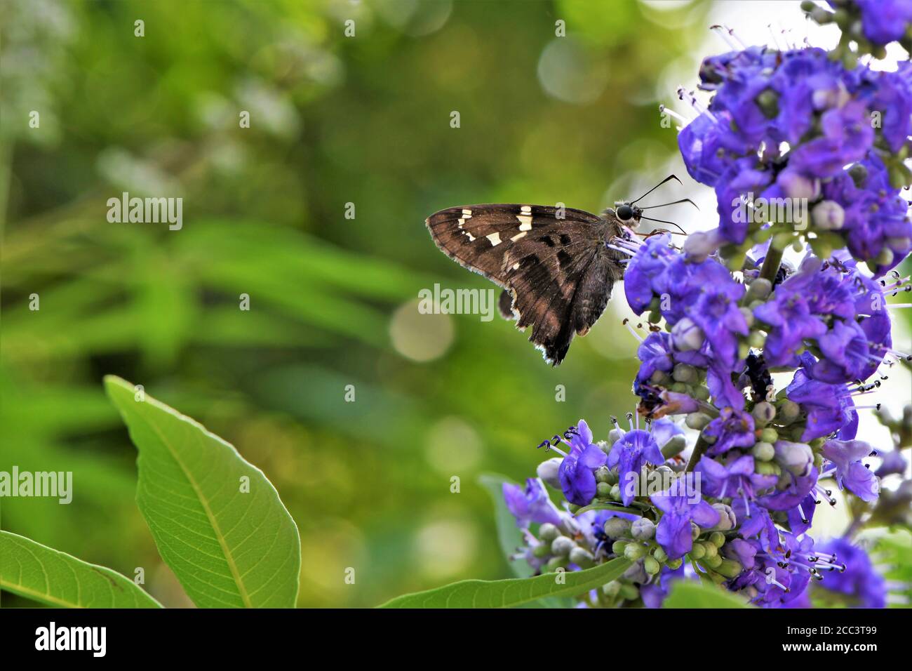 La lunga coda skipper farfalla su una bush glicine. Foto Stock