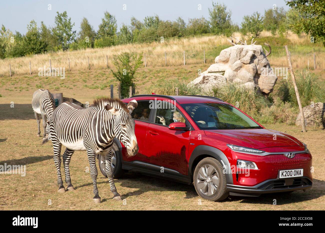 Kristina Mattus e i suoi figli Sebastian, di 18 mesi e Dominic, di 3 anni, sperimentano la nuovissima Kona Electric Safari Adventure a bordo del SUV elettrico di Hyundai, ospitato dal marchio di auto in collaborazione con Chessington World of Adventures Resort, in risposta all'incertezza intorno al COVID-19. Foto Stock