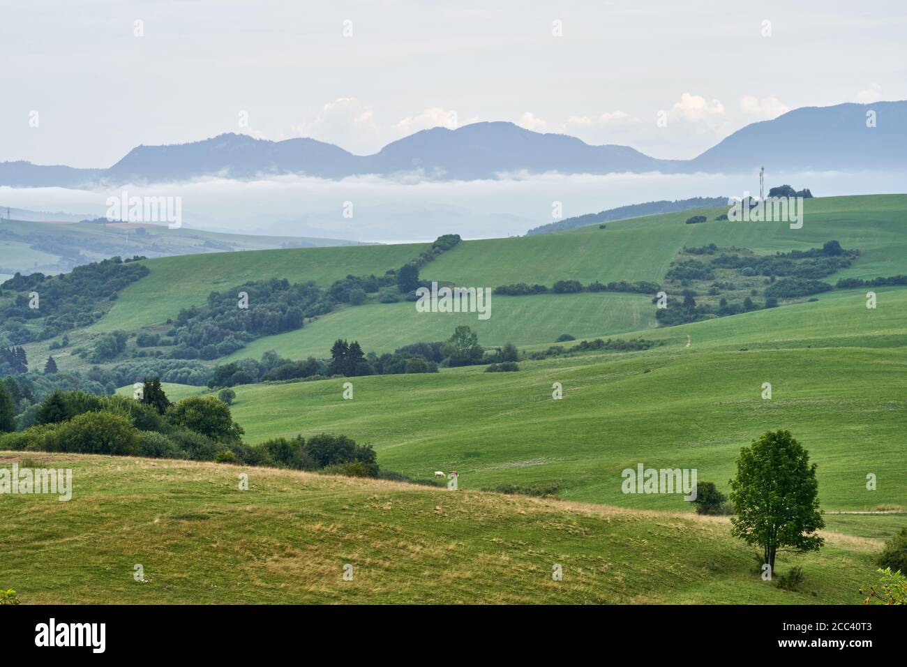 Vista panoramica sul verde prato di montagna. Cime di montagna sullo sfondo, giorno nuvoloso. Foto Stock