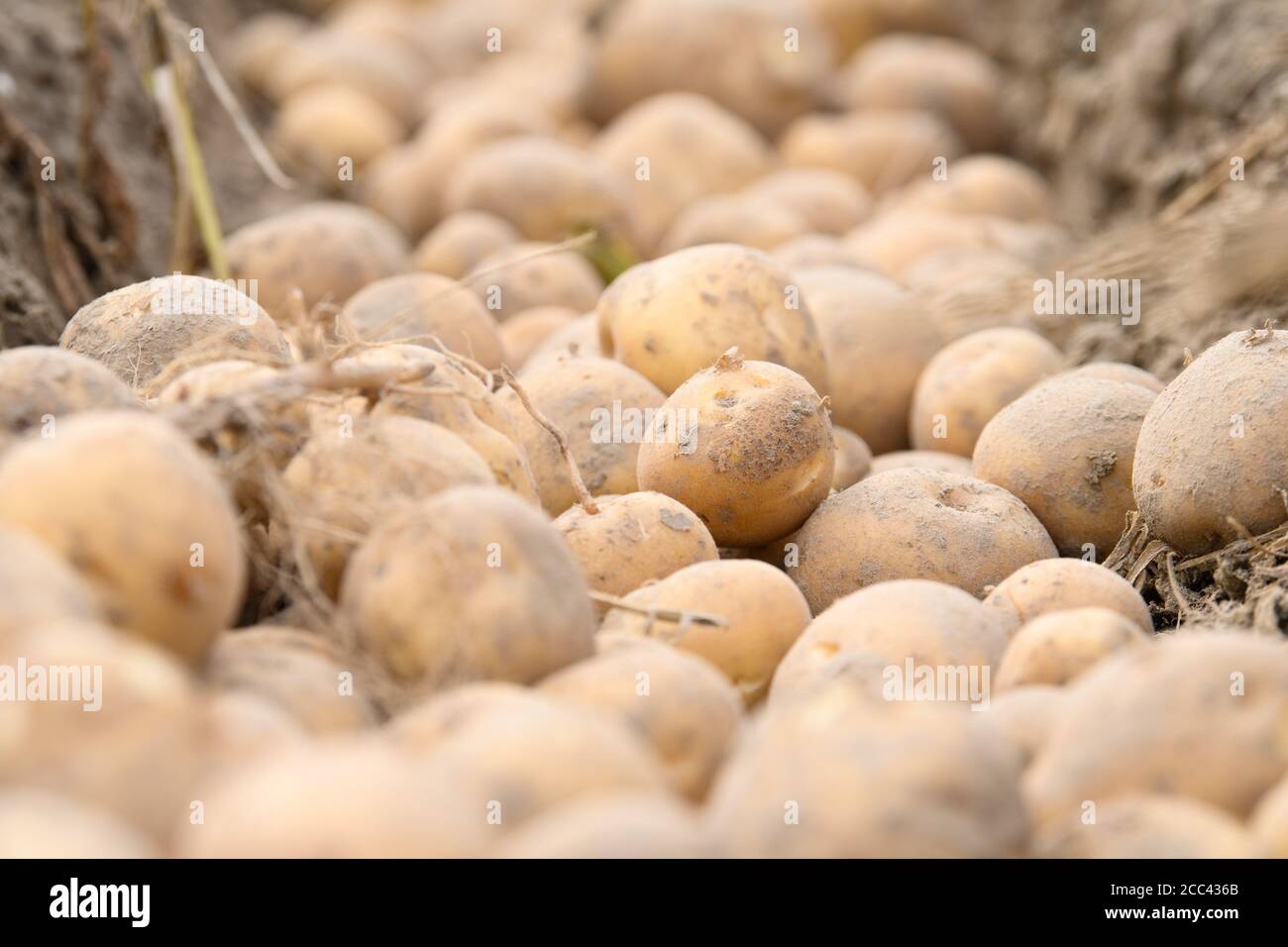 18 agosto 2020, Brandeburgo, Niedergörsdorf/Oehna: Le patate si trovano nel distretto di Brandeburgo di Teltow-Fläming, durante la raccolta delle patate, in un campo appartenente alla Oehnaland Agrargesellschaft mbH. In occasione di una conferenza stampa, il ministro dell'Agricoltura del Brandeburgo e il presidente degli agricoltori del Brandeburgo hanno presentato il bilancio del raccolto 2020. Foto: Soeren Stache/dpa-Zentralbild/ZB Foto Stock