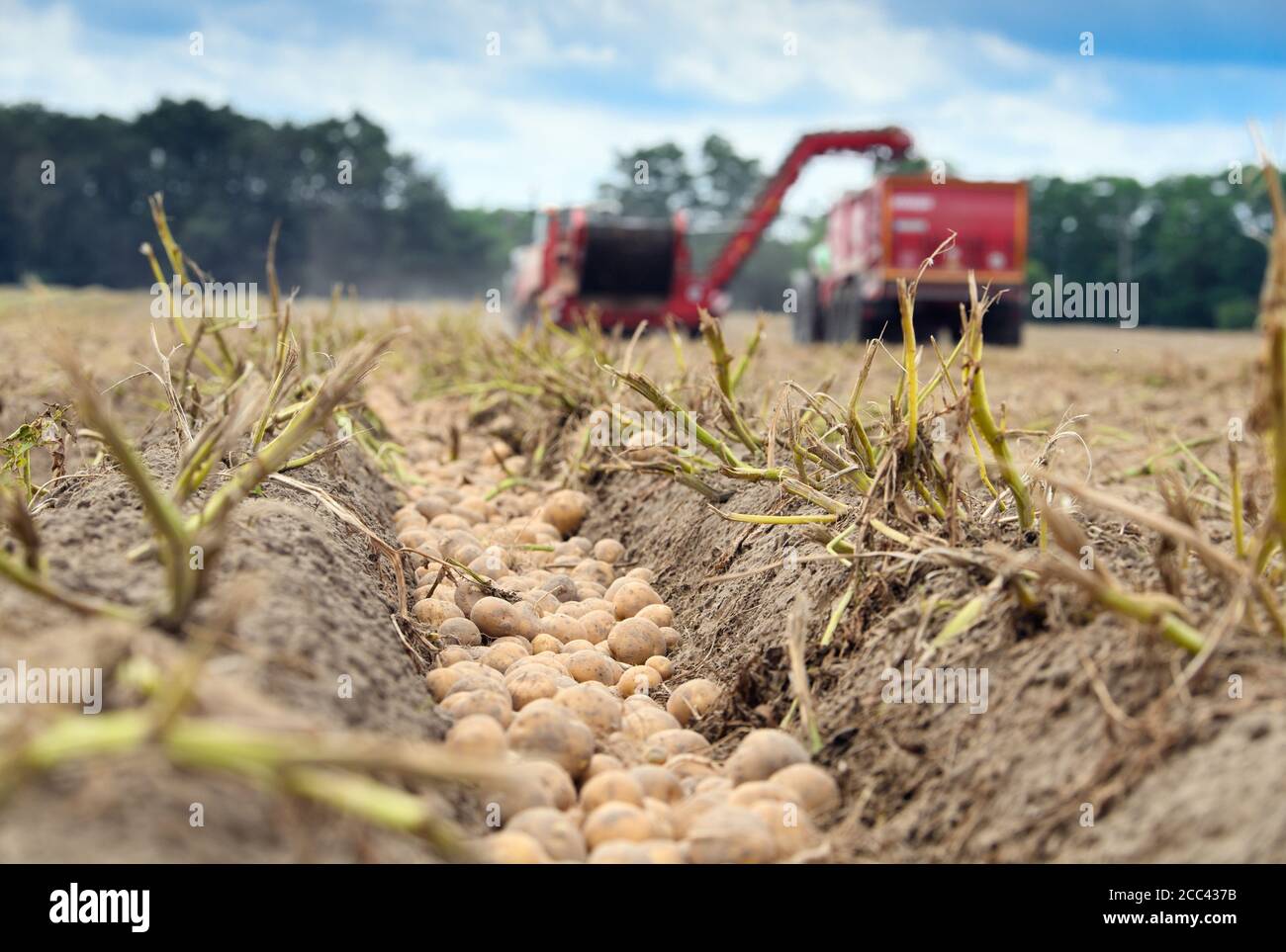 18 agosto 2020, Brandeburgo, Niedergörsdorf/Oehna: Durante la raccolta delle patate, due trattori guidano su un campo della Oehnaland Agrargesellschaft mbH, nel distretto di Brandeburgo di Teltow-Fläming. In occasione di una conferenza stampa, il ministro dell'Agricoltura del Brandeburgo e il presidente degli agricoltori del Brandeburgo hanno presentato il bilancio del raccolto 2020. Foto: Soeren Stache/dpa-Zentralbild/ZB Foto Stock