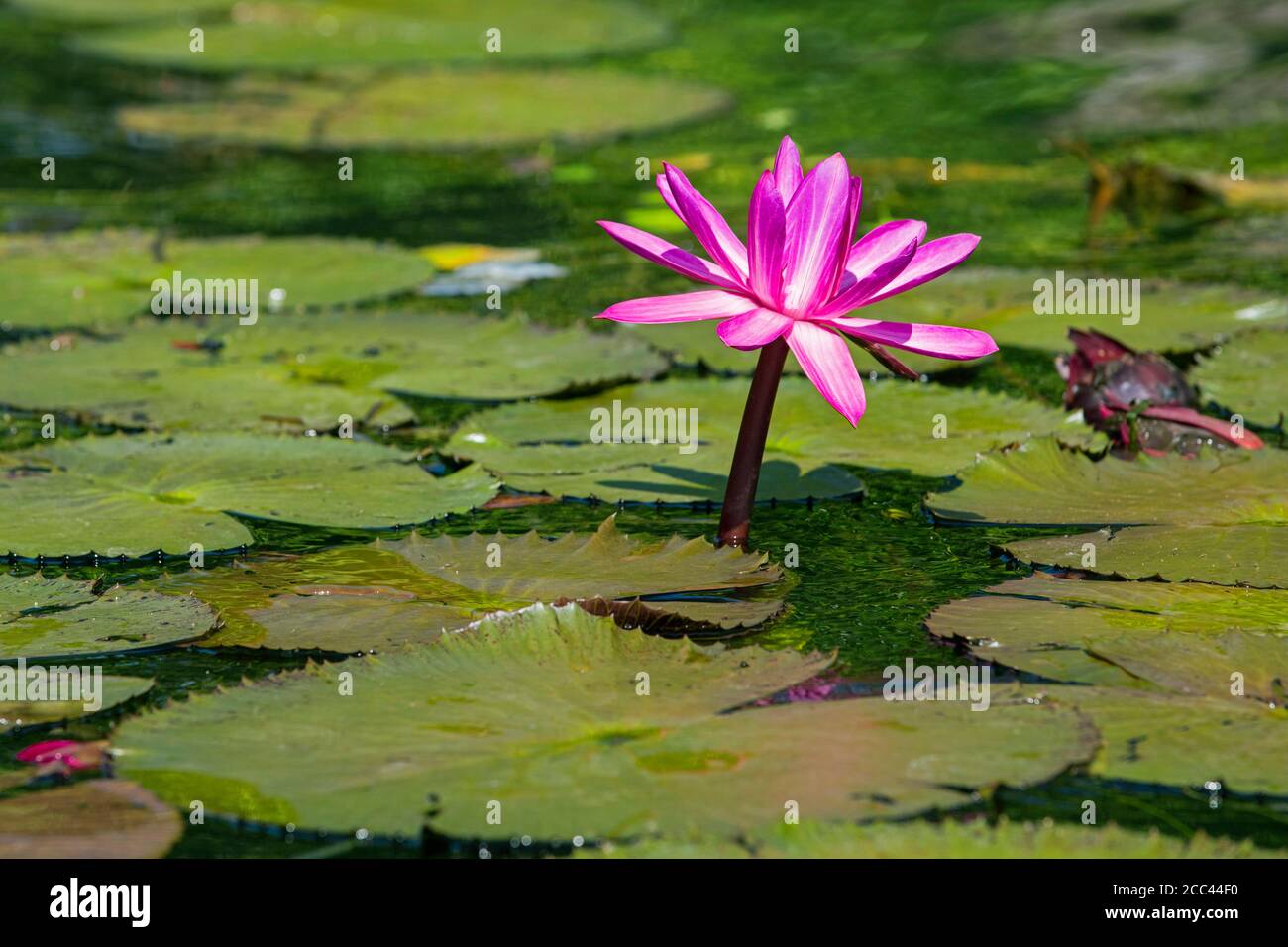 Ninfee d'acqua / ninfee d'acqua rosa (Ninfea ampla) in fiore sul fiume Dulce / Rio Dulce, Izabal, Guatemala, America Centrale Foto Stock