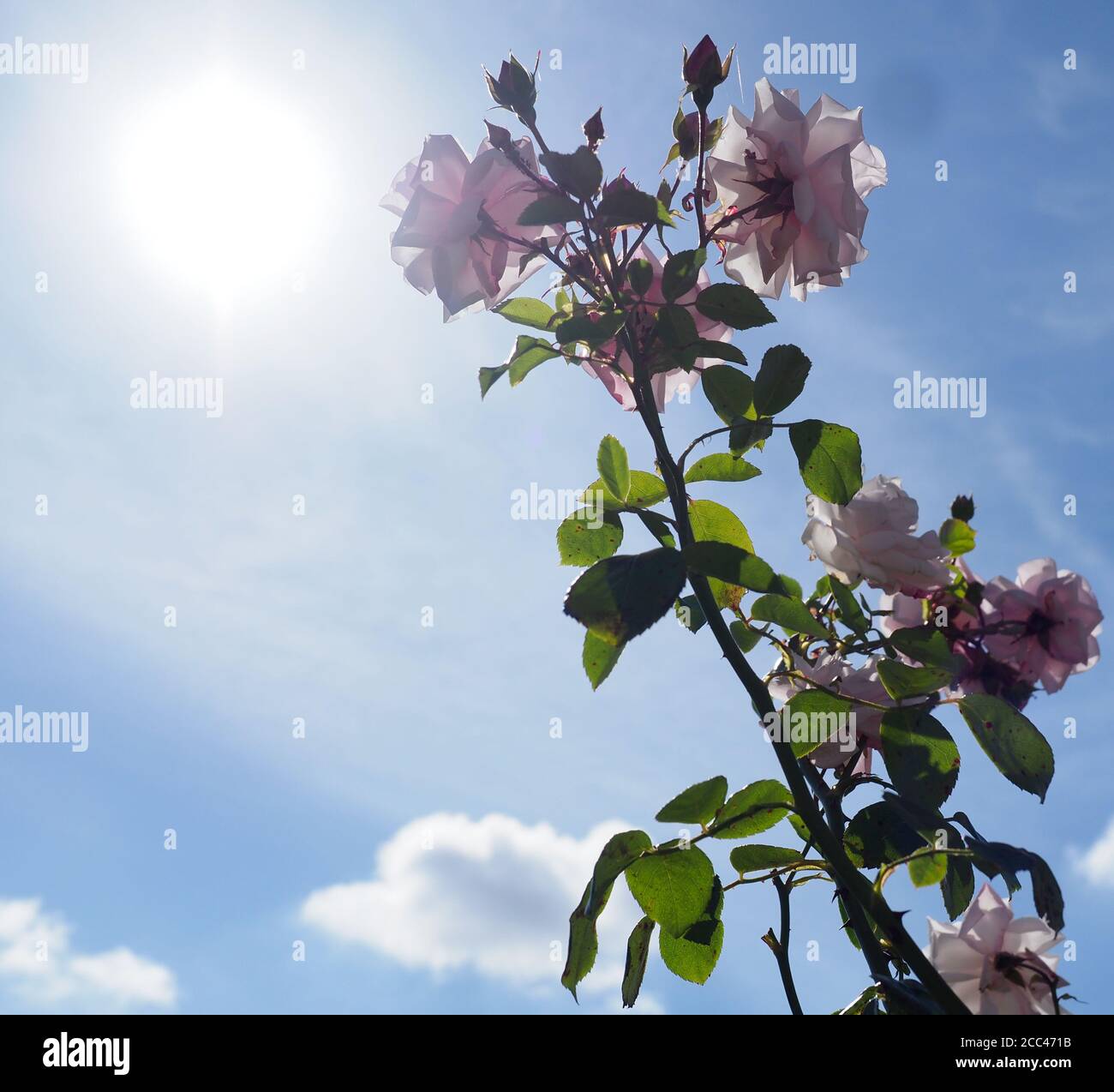 una rosa pallido viola vista insieme contro un blu cielo con il sole nella cornice e petali retroilluminati Foto Stock