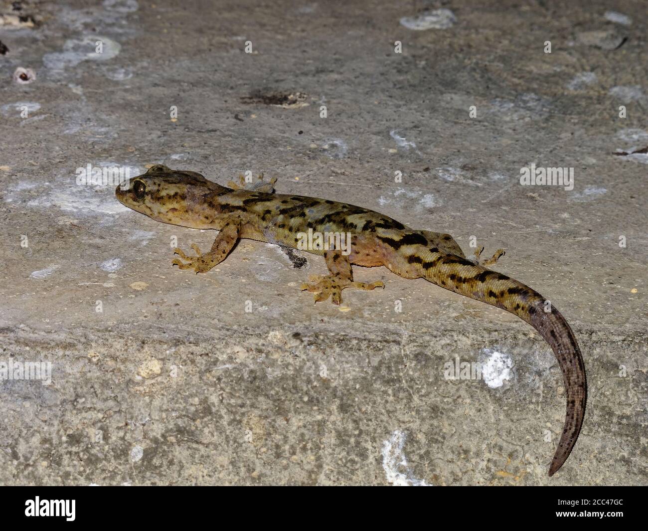 Gecko comune. La specie è endemica della Nuova Zelanda. Foto Stock