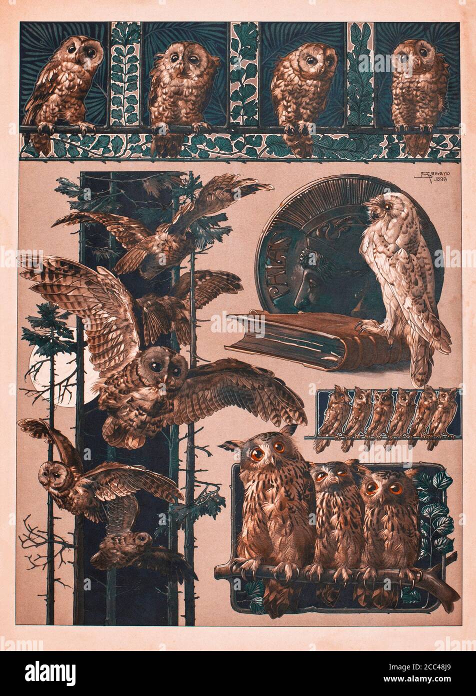 Stampa litografica Art Nouveau di Anton Sedar. Serie animali: Gufi. Vienna, Austria-Ungheria. 1897 Anton Johann Nepomuk Seder (1850 - 1916) è stato un tedesco Foto Stock