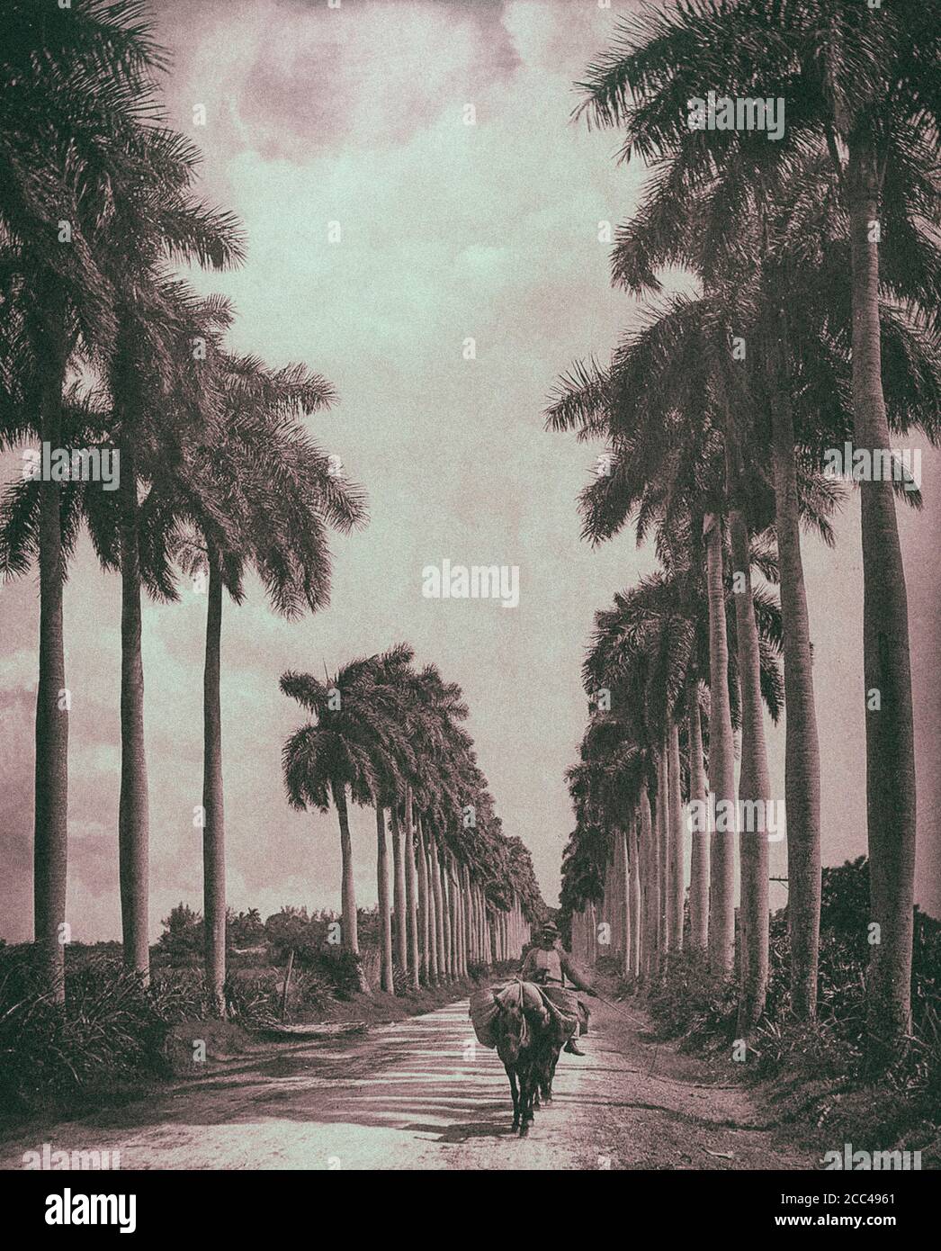 L'Avana Vecchia. Un viale di palme alla periferia di l'Avana. Cuba. 1903 Foto Stock
