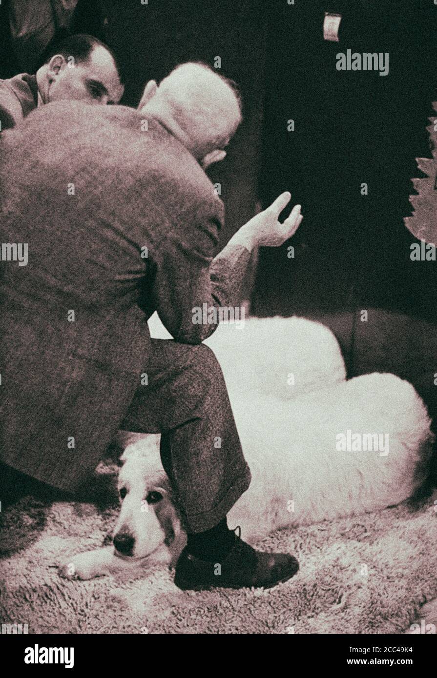 The Westminster Kennel Club Dog Show at Madison Square Garden. 1952 Foto Stock