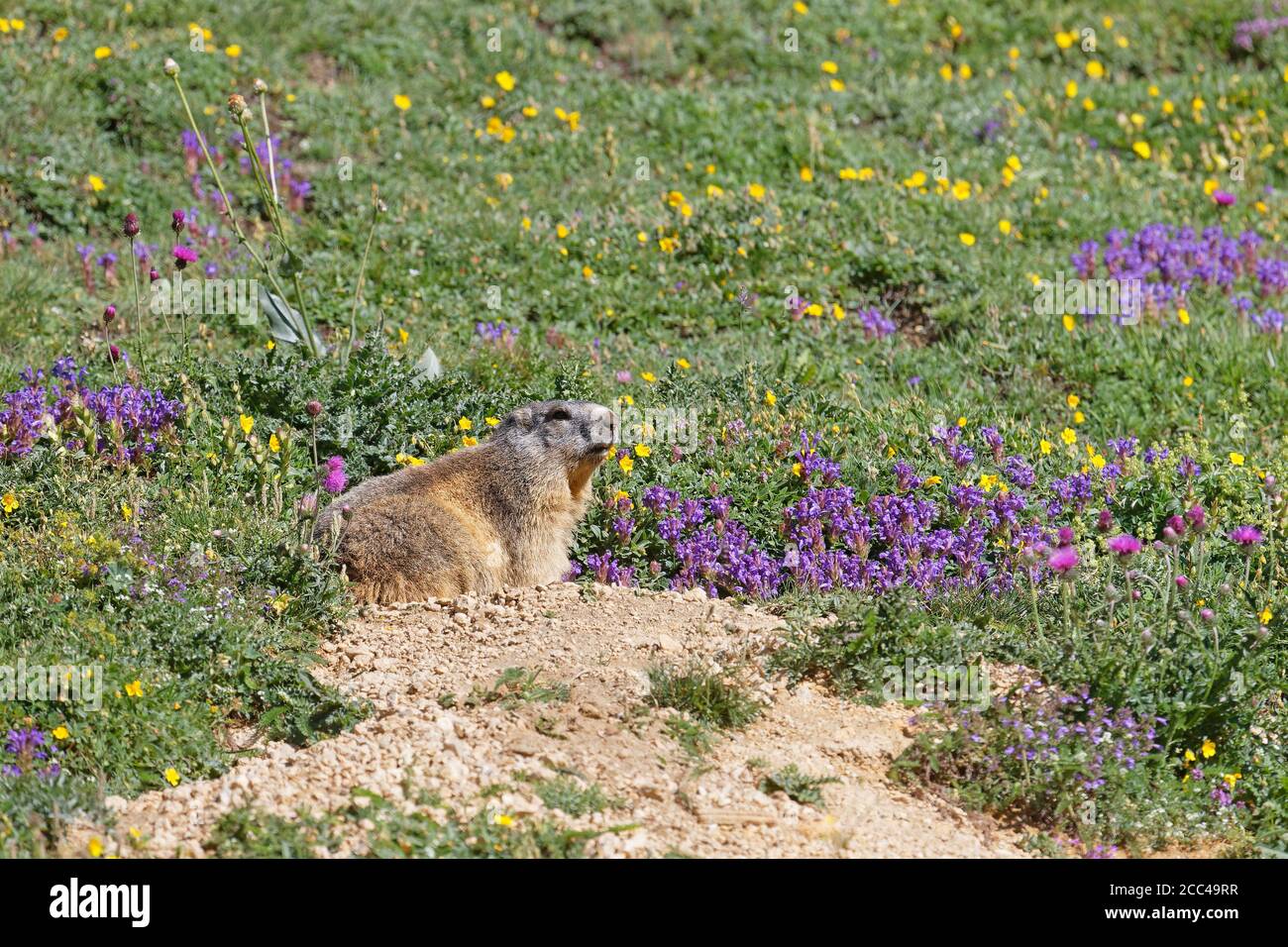 Groundhog e fiori nelle pendici dell'erba Foto Stock