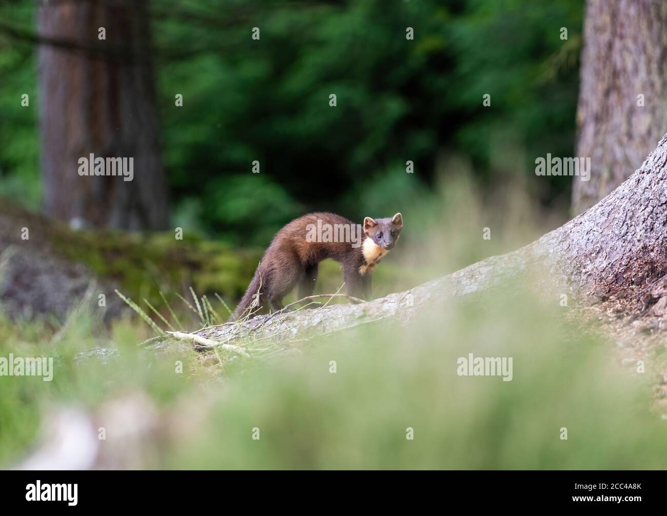 Pineta Marten (Martes Martes) alla luce del giorno in pineta scozzese Foto Stock