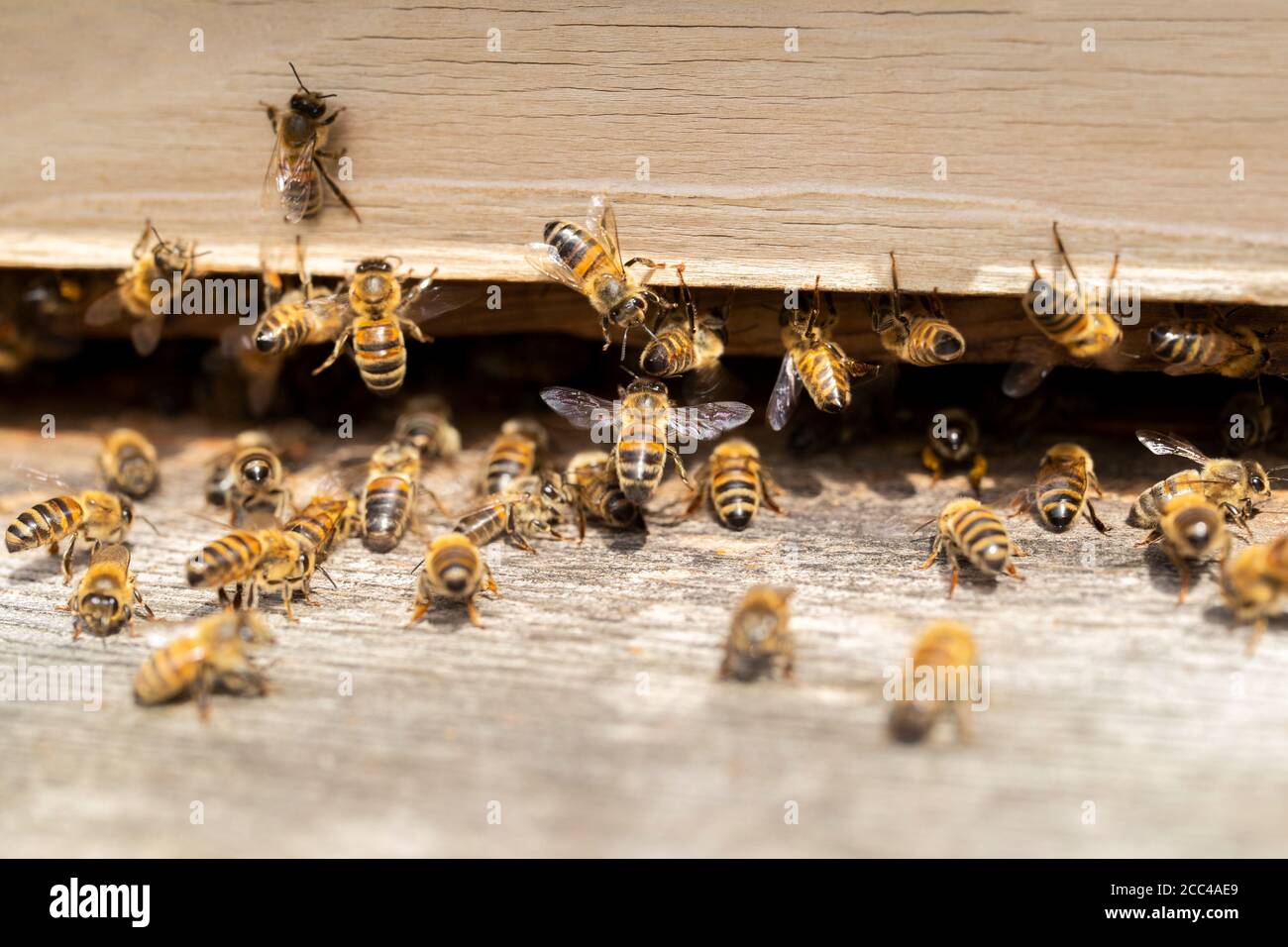 Gruppo di api all'esterno dell'ingresso all'Hive Foto Stock