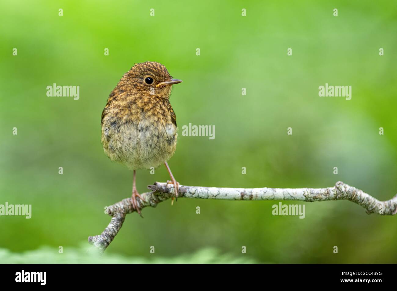 Giovane europeo Robin (Erithacus rubecula) arroccato sul ramo Foto Stock