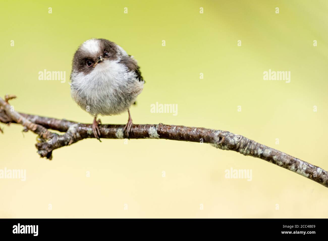 Tit a coda lunga (Aegithalos caudatus) appollaiato sul ramo con sfondo giallo tenue Foto Stock