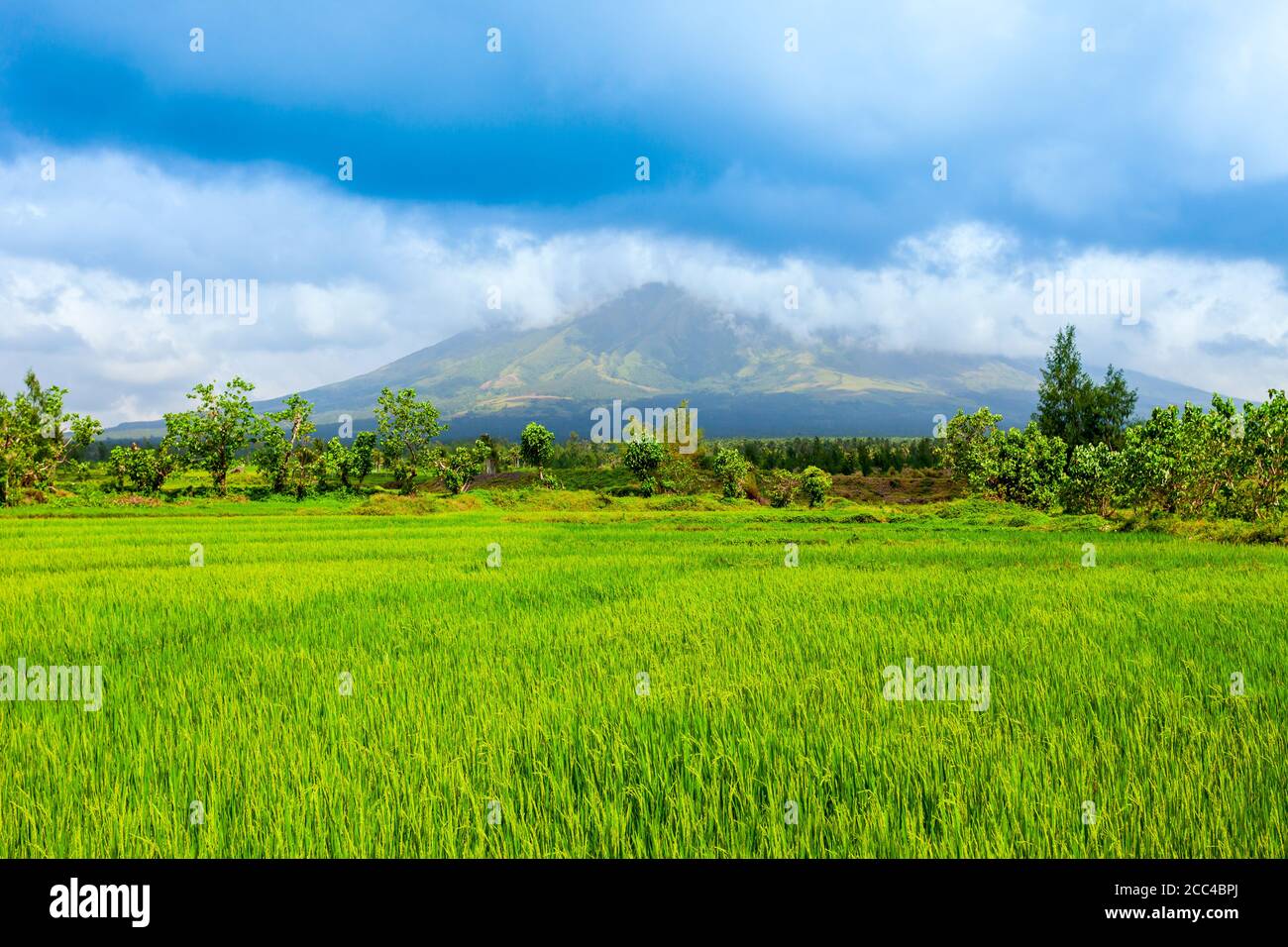 Campo di riso di bellezza e vulcano Mayon o Monte Mayon sullo sfondo vicino a Legazpi, isola di Luzon nelle Filippine Foto Stock