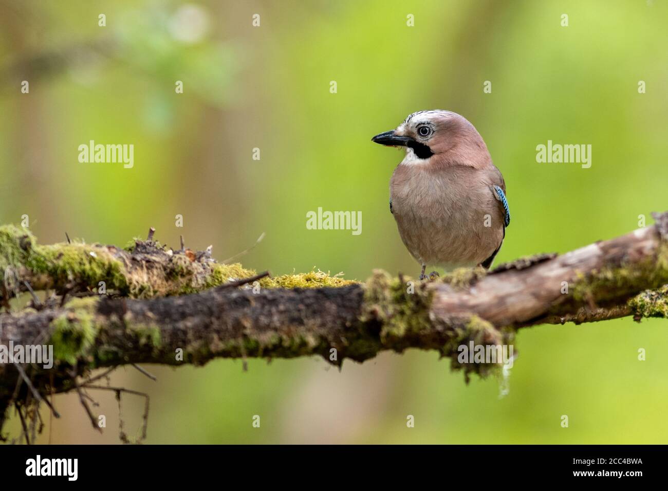 Jay (Garrulus glandarius) arroccato sul ramo coperto di lichene Foto Stock