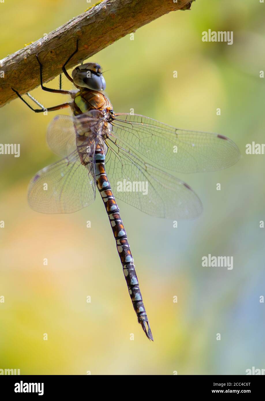 Una bella libellula Migrant Hawker che riposa sotto un ramo di albero. Foto Stock