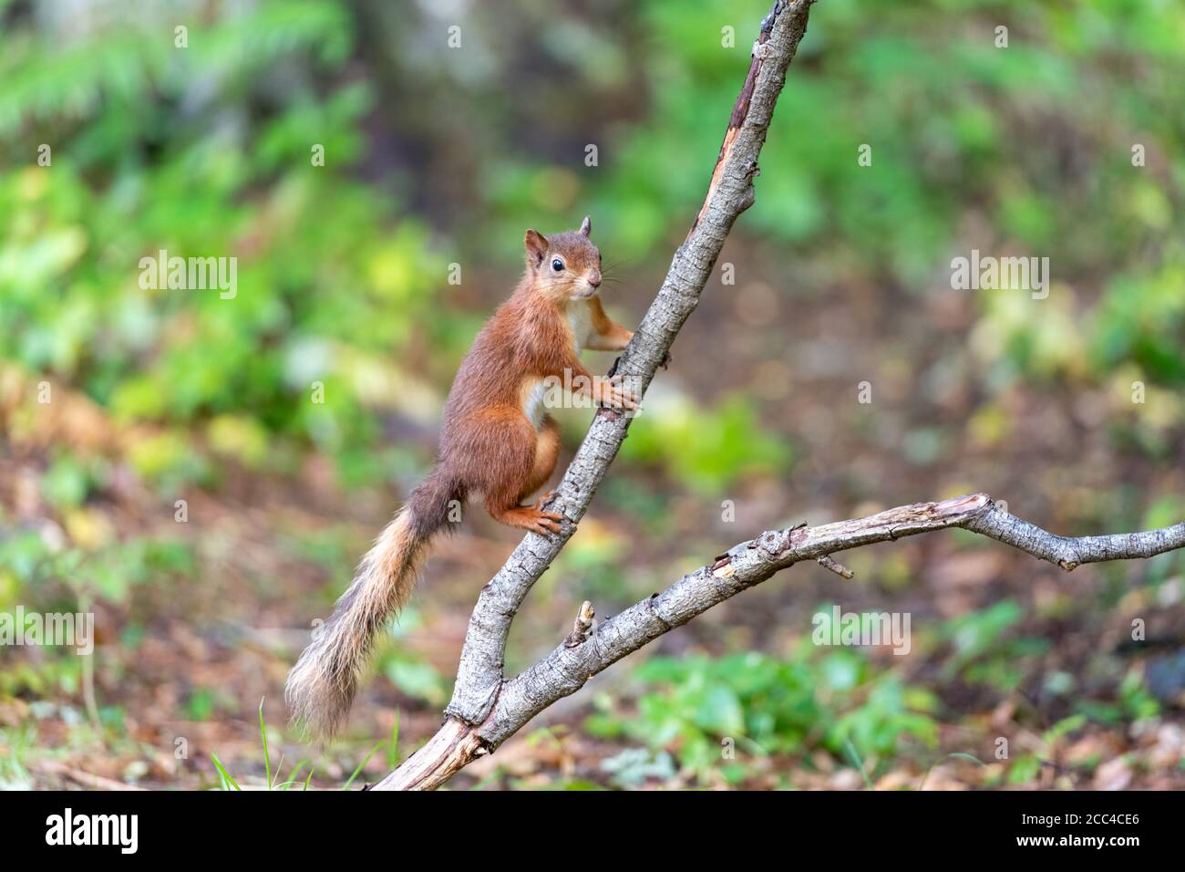 Scoiattolo rosso (Scuirus vulgaris) aggrappato al ramo di albero caduto Foto Stock